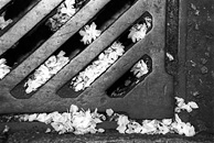 art photography &copy; Nick Chaldakov